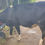 Thumbnail: Cow for sale