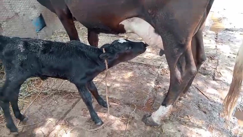 Thumbnail: இளம் கறவை மாடு விற்பனைக்கு, சிவகாசி