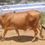 Thumbnail: Cow for sale