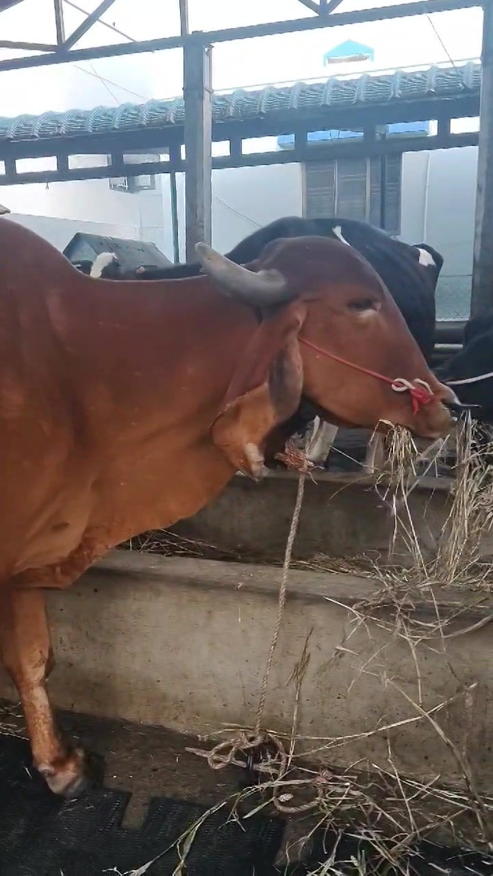 Thumbnail: Milking Gir Cow for Sale in Tamil Nadu