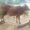 Thumbnail: female calf sale in pudukkottai