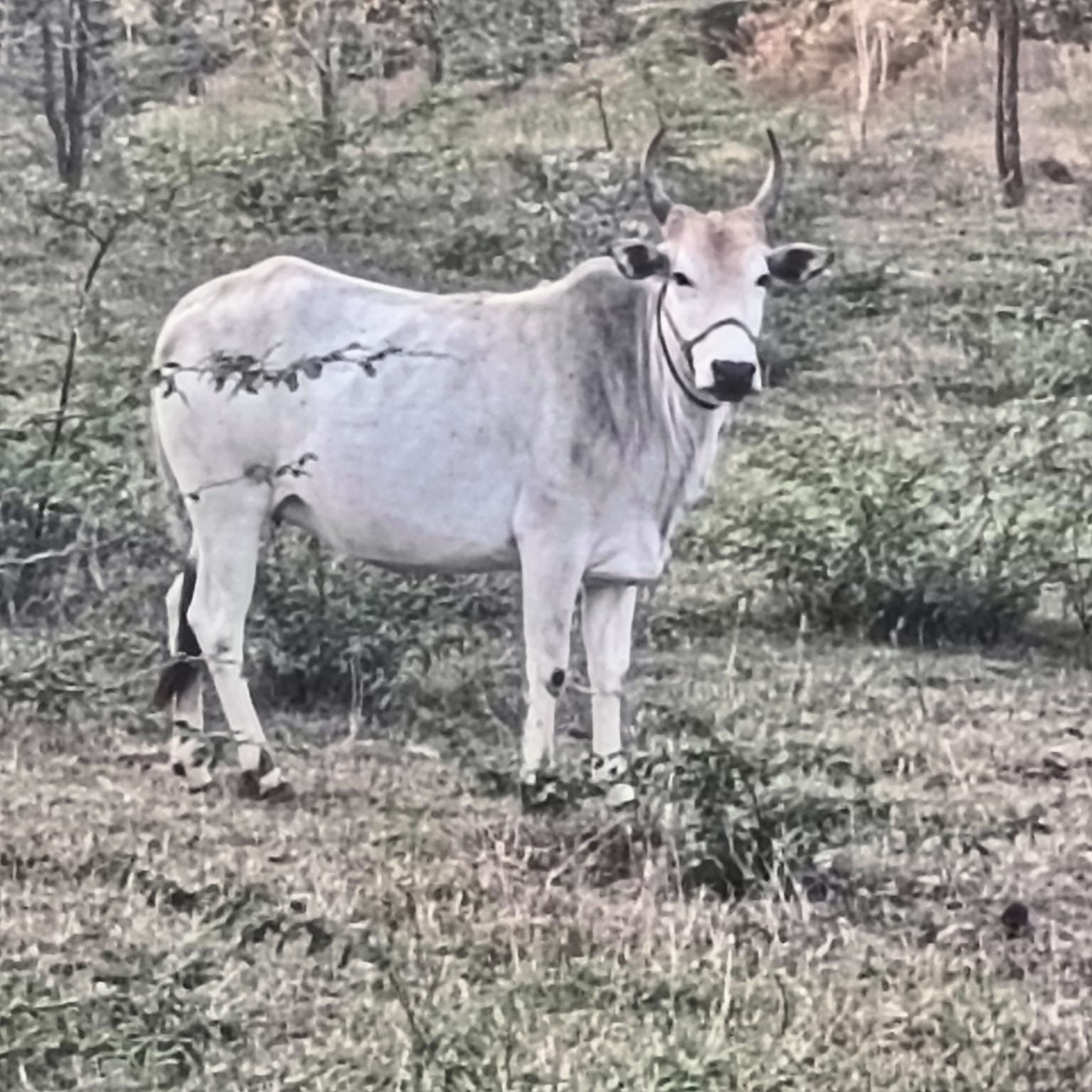Pregnant Desi Cow for Sale