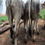 Thumbnail: Pair of male calves for sale