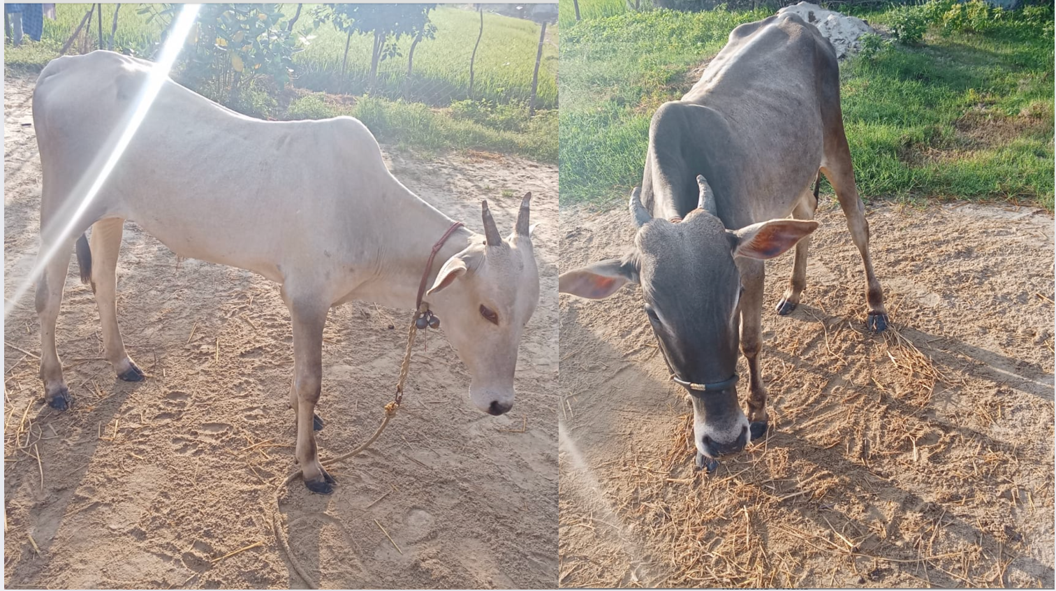pair oxen sale in nagapattinam