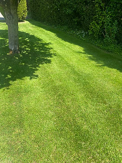 Lovley treated green lawn.