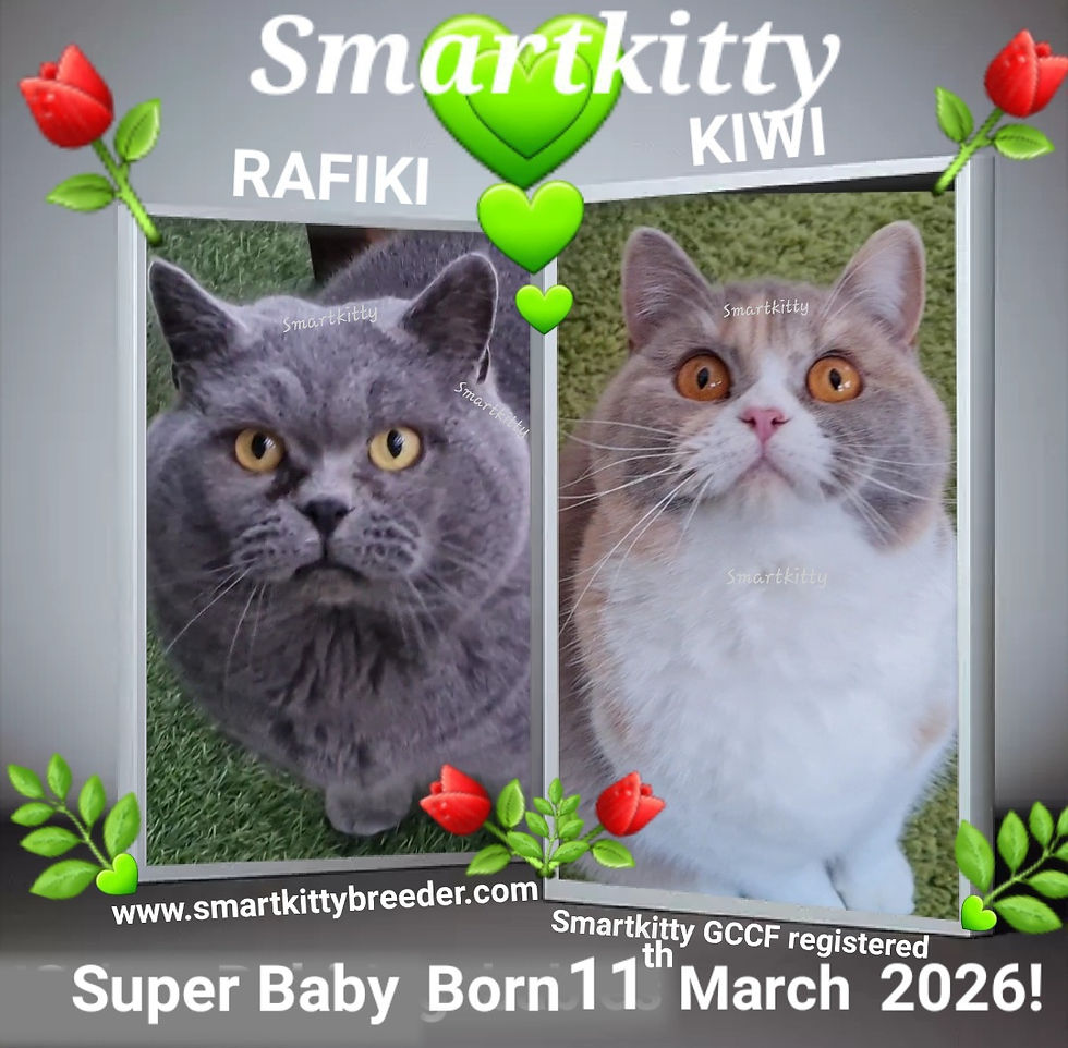 WE HAVE FABULOUS NEWS! KITTEN BORN 11th MARCH 2026! WATCH OUT FOR UPDATES!