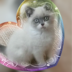 20190204_151326.png