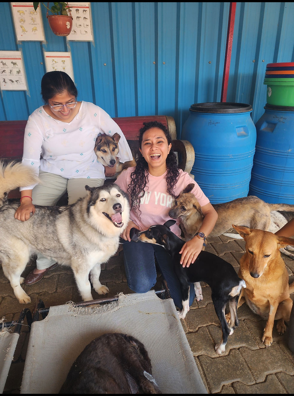 Bengaluru: VPaws @ Sarvoham Animal Foundation