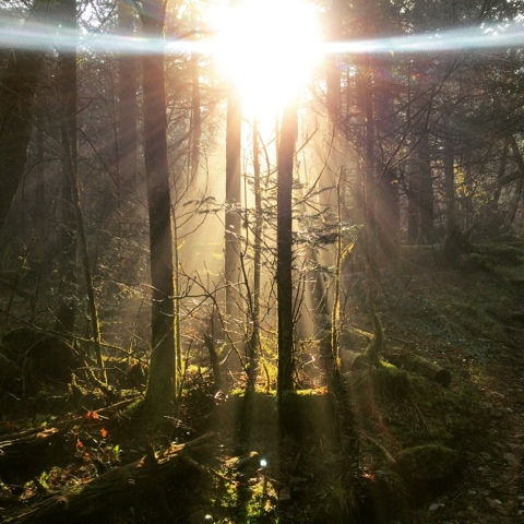 Morning light on the Appalachian Trail in 2015.