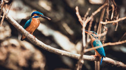 Wildlife Photography