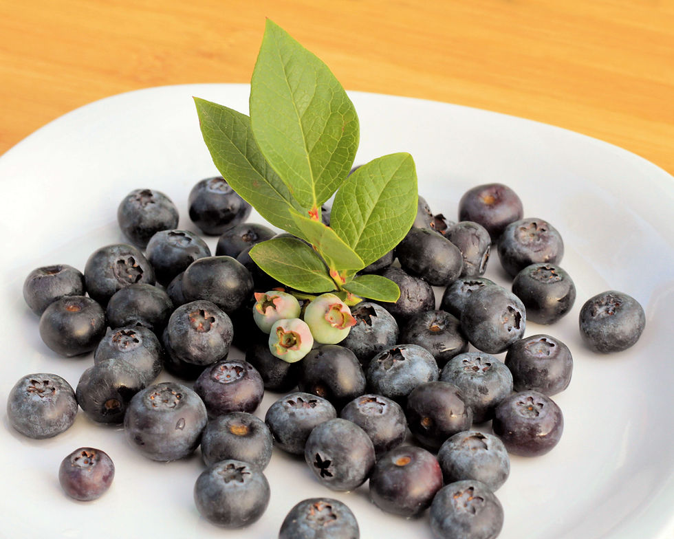 ripe blueberries with unripe berries on small branch
