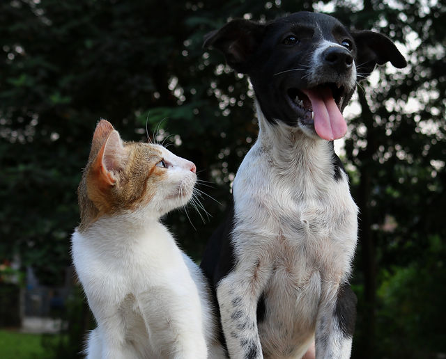 persona comiendo comida para perros