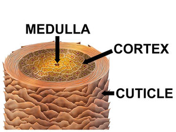 Eyelashes & Eyebrows- foster children