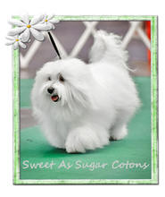 Sweet As Sugar Cotons 2020 Logo-BOE.png