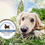 Thumbnail: All-Natural Paw Butter