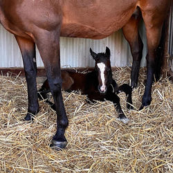 Stiegenherz (Bonaparte N AA a.d. So Tanzenherz v. E.H. Abendtanz).