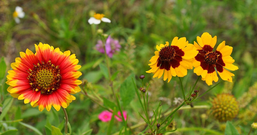 1404344092001-Roadside-Wildflowers-chall