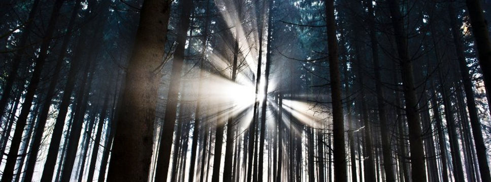 Oak Forrest