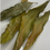 Thumbnail: Mango Leaves Bunch 10 oz