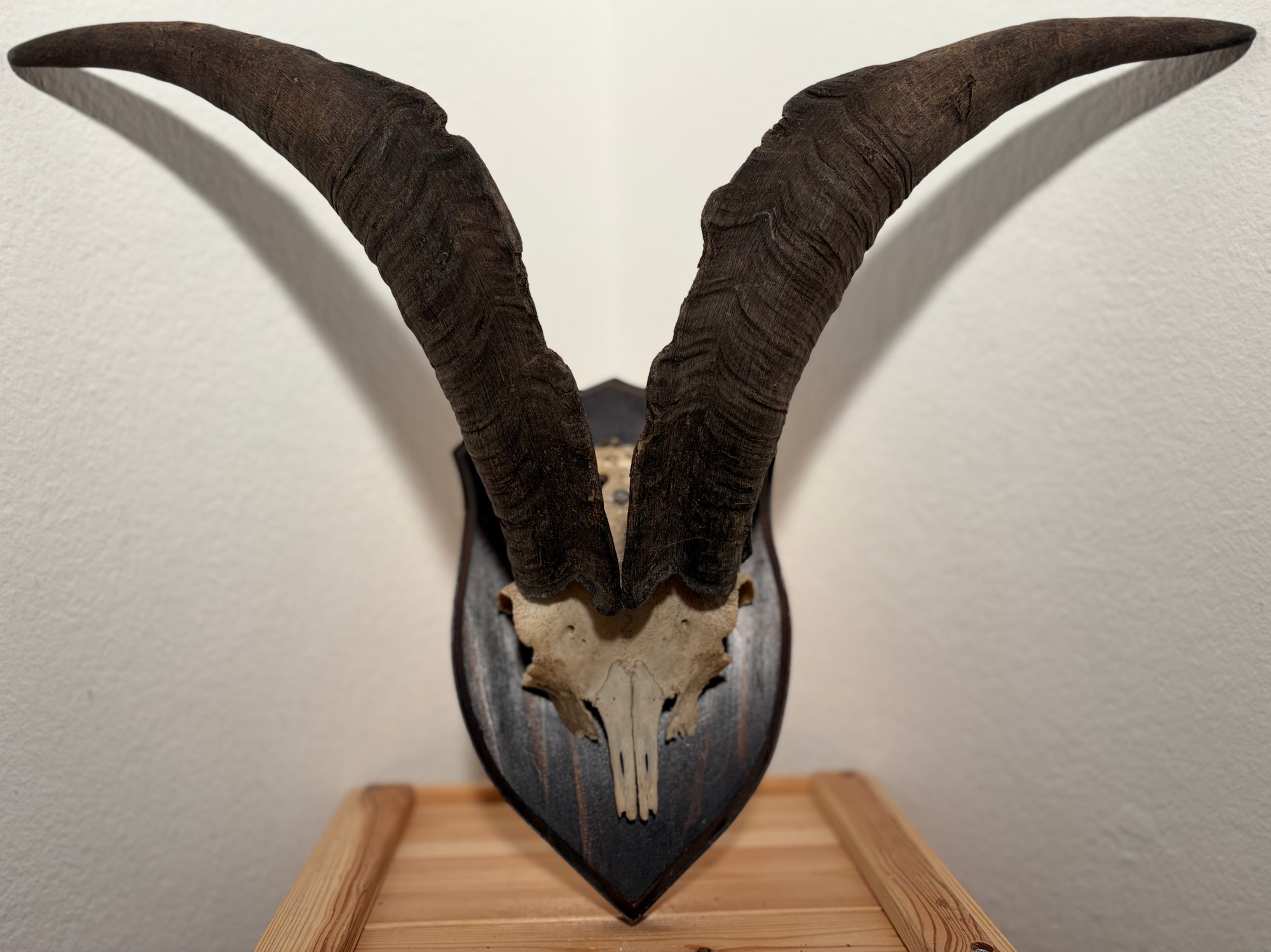 Ziegenbock Hörner 47/20