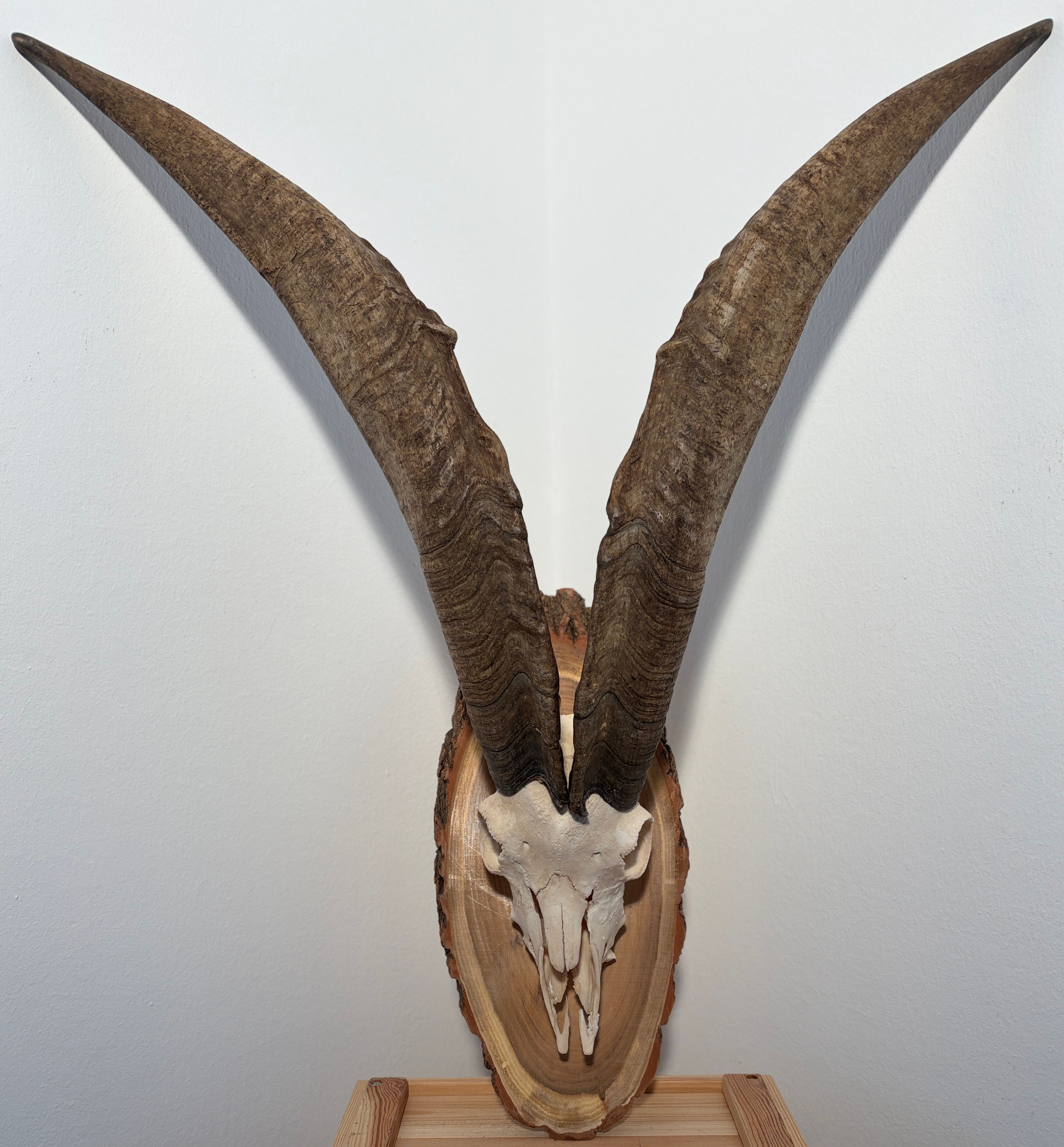 Ziegenbockhörner heimisch 66/64/21