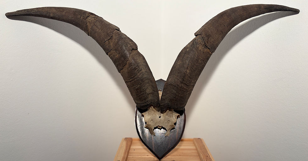 Miniaturbild: Ziegenbockhörner heimisch 62/60/24