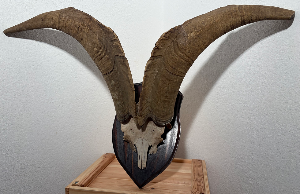 Miniaturbild: Ziegenbock Hörner heimisch, abnorm 55/50/23