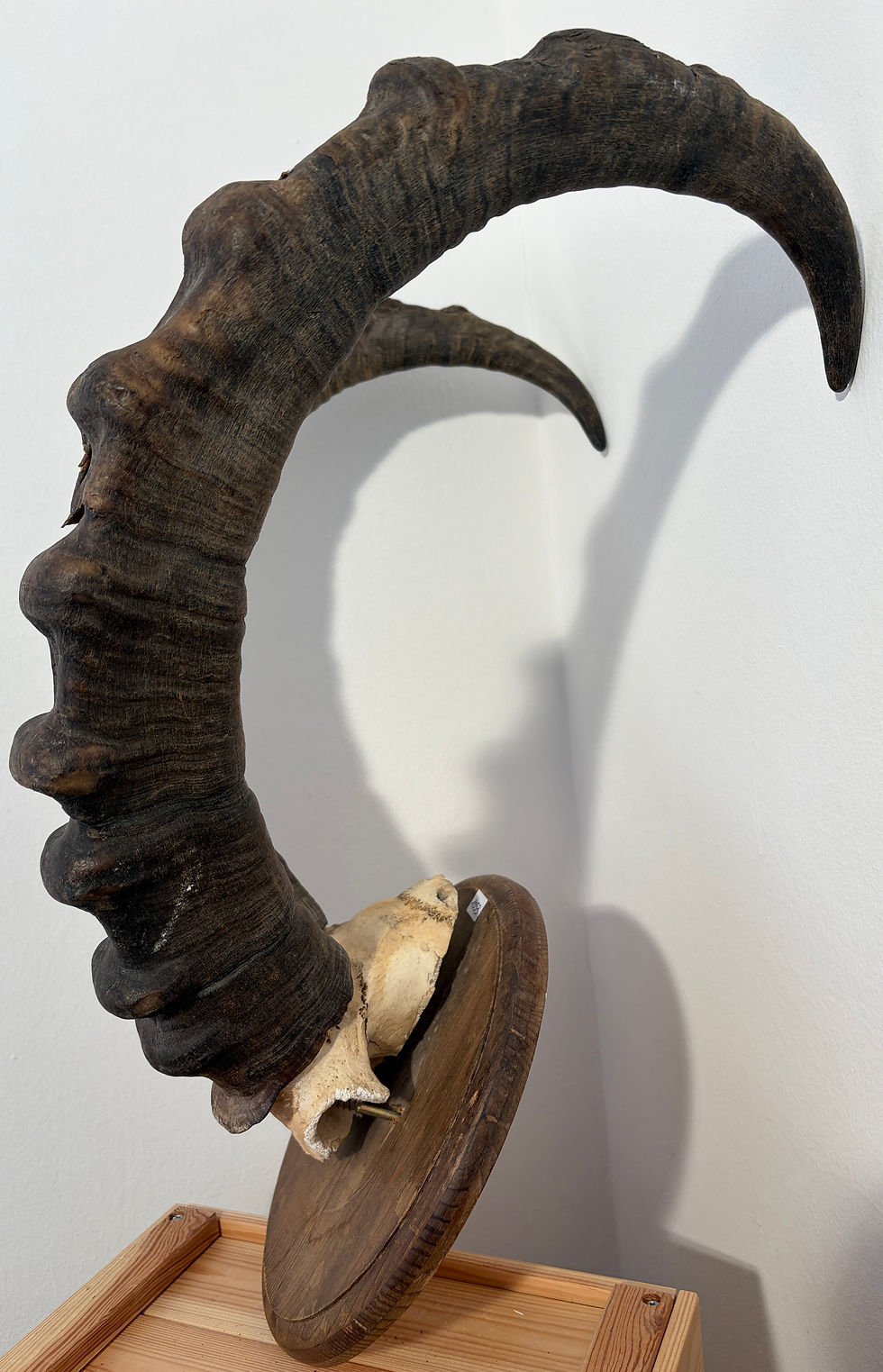 Miniaturbild: Steinbock Hörner/Trophäe heimisch 75/24