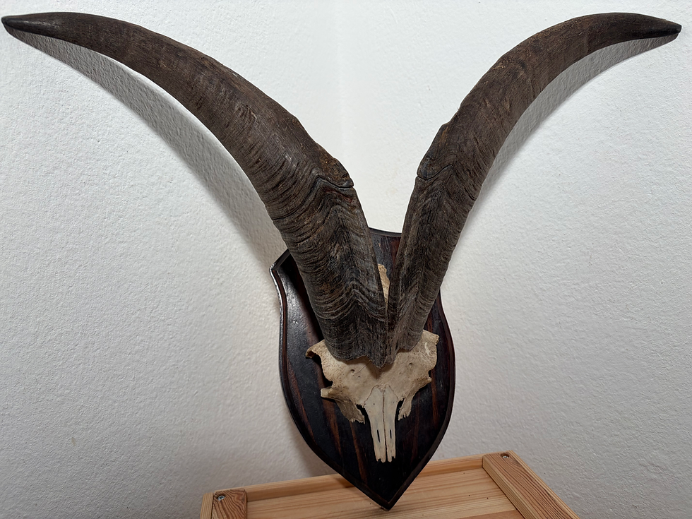 Miniaturbild: Ziegenbock Hörner 45/18