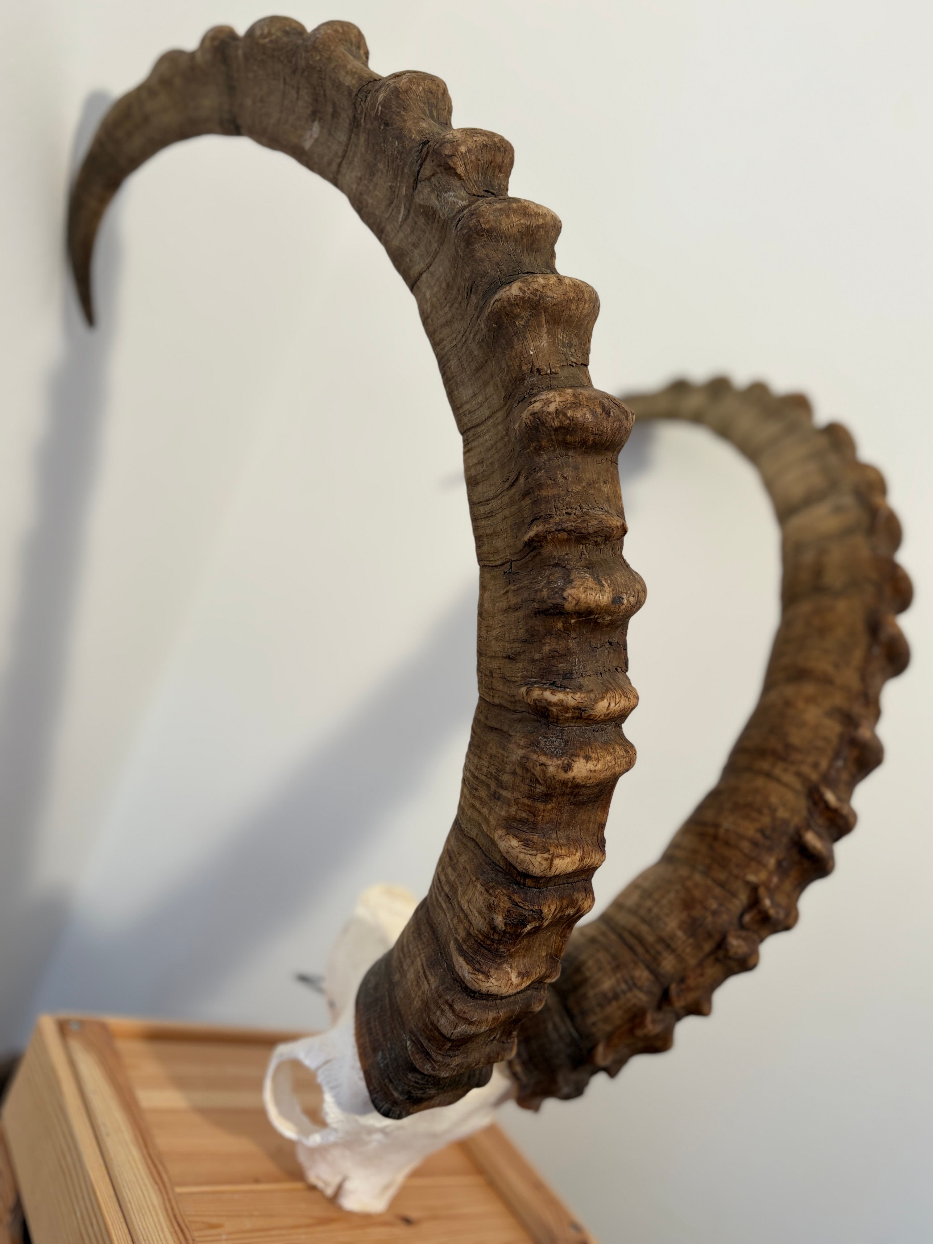 Steinbock Hörner/Trophäe heimisch, kapital 104/24