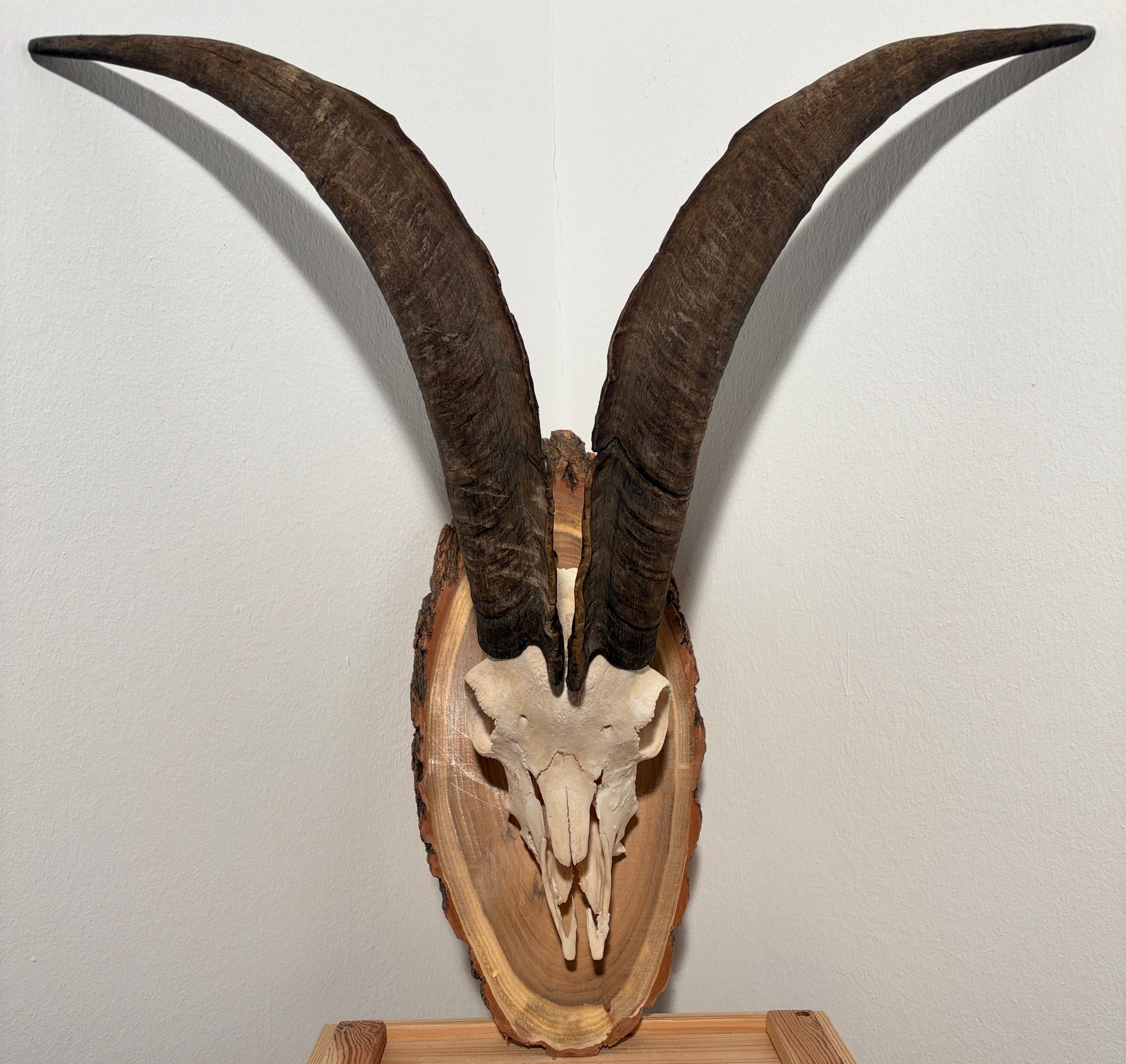 Ziegenbockhörner heimisch 50/21