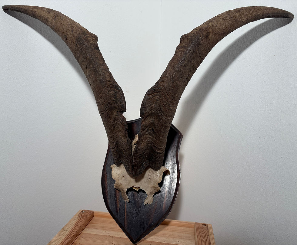 Miniaturbild: Ziegenbockhörner heimisch 51/20