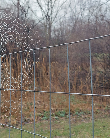 Web.jpg