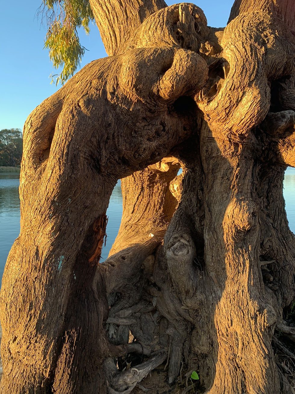 Hidden in tree on Murray