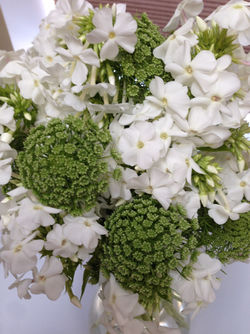 Phlox arranged well with Queen Annes Lace. 