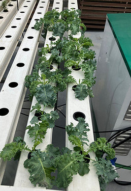 Wing Lam Hydroponic Farm_Operated by EC Flow System_20250801.jpg