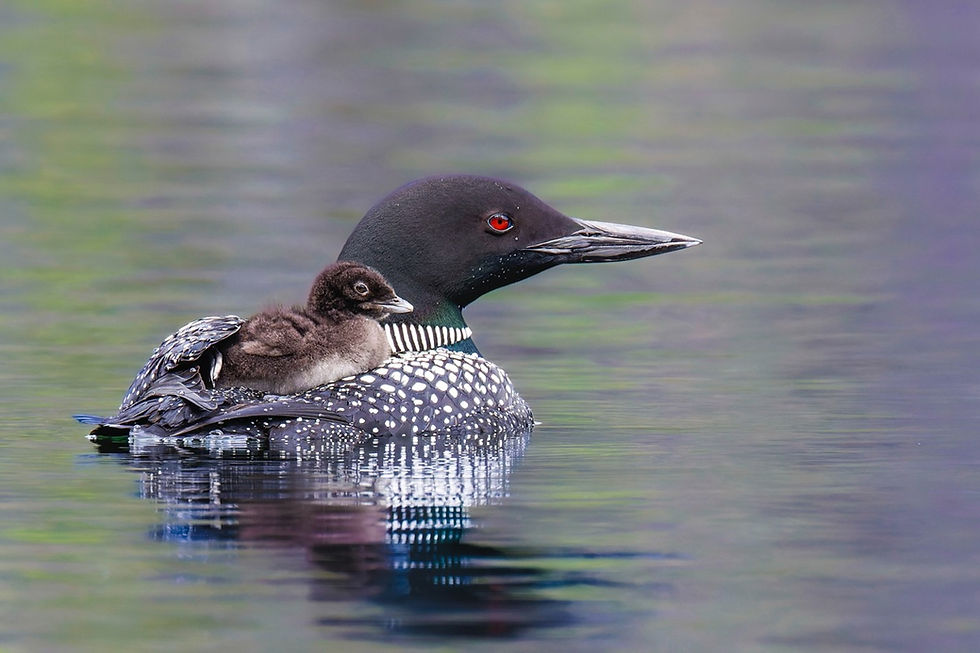 "History of Common Loons in WA" Presentation at Summer Festival!