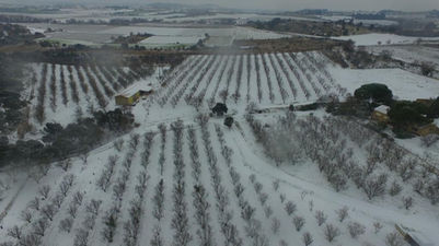 Les amandiers sous la neige en Décembre.