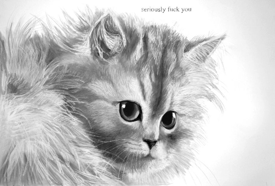 Silver smoke Chinchilla kitten in charcoal and chalk