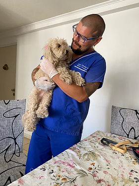 asesoria veterinaria en servicios de pet sitter Arica