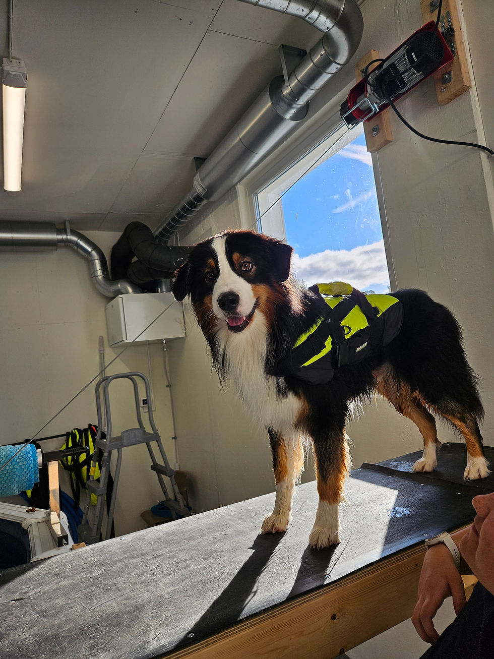 Hund på rampen!