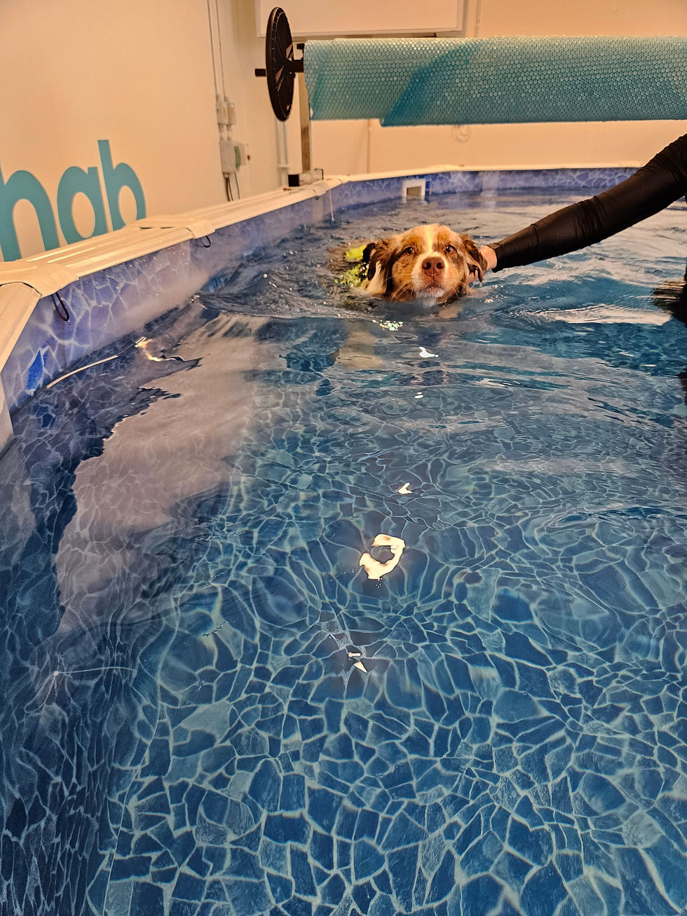 Hund i poolen!
