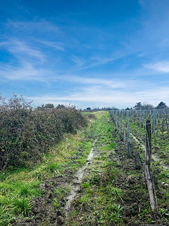 Haut meneau terre vigne photo avant.jpg