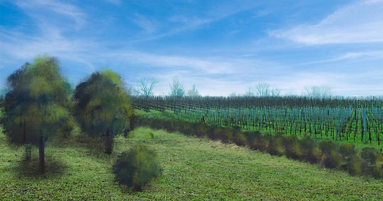 Dubraud vigne après.JPG