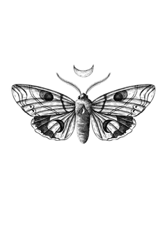 logo papillon de nuit