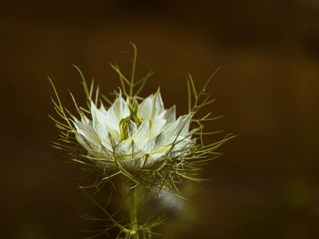 Black Seed Nigella sativa used in Star Seed’s waterless botanical skincare