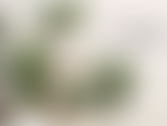 ROLE OF PLANTS IN IMPROVING INDOOR AIR QUALITY: THE BEST AIR-FILTERING PLANTS FOR YOUR HOME