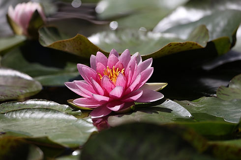 pink lotus flower-7921519_1280.jpg