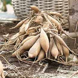 Dahlia Tubers.webp