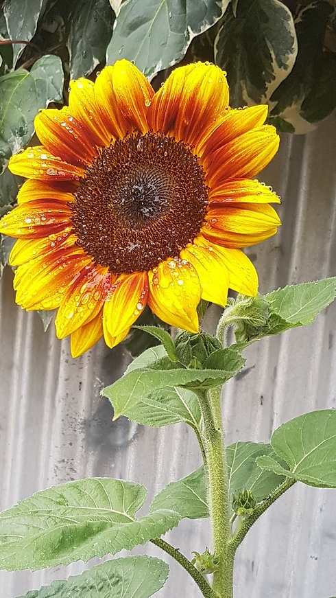 sunflower1.jpeg